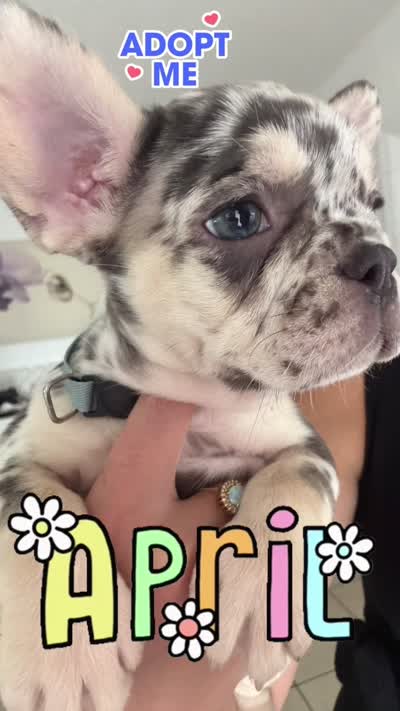 April, a female French Bulldog for sale in Hallandale Beach, FL – 10 of 10