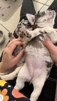 April, a female French Bulldog for sale in Hallandale Beach, FL – 5 of 10