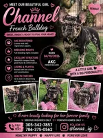Chanel , a female French Bulldog for sale in Hallandale Beach, FL – 2 of 5