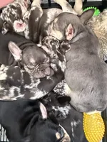 Angel, a female French Bulldog for sale in Hallandale Beach, FL – 2 of 6