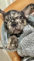 Gucci, a male French Bulldog for sale in Hallandale Beach, FL – 4 of 7