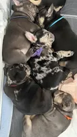 Gucci, a male French Bulldog for sale in Hallandale Beach, FL – 3 of 3
