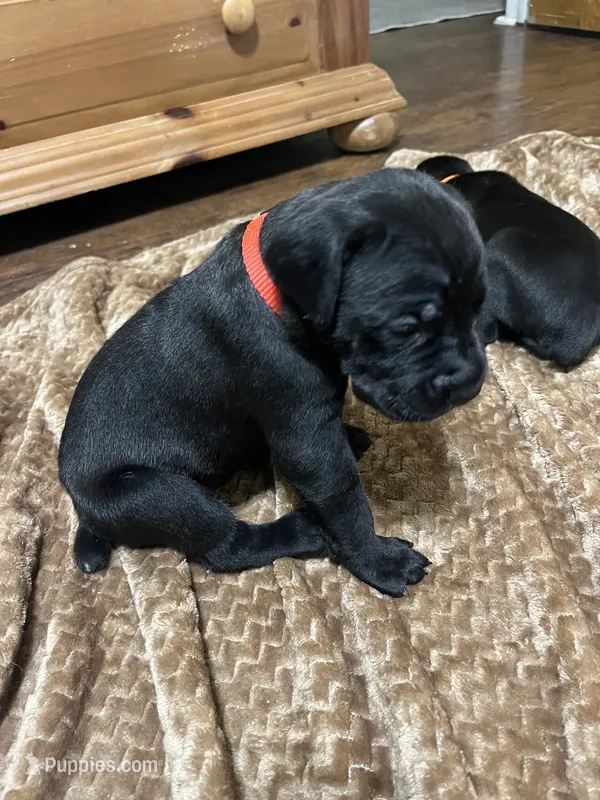 Red – Cane Corso puppy for sale in Gatesville, TX
