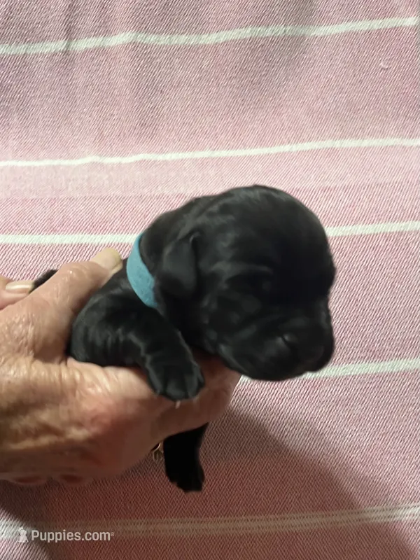 Blue – Cane Corso puppy for sale in Gatesville, TX