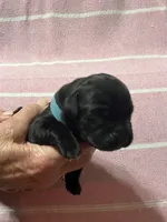 Blue, a male Cane Corso for sale in Gatesville, TX – 1 of 1