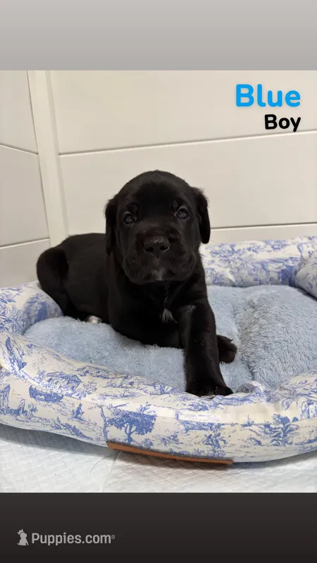 Blue – Cane Corso puppy for sale in Gatesville, TX