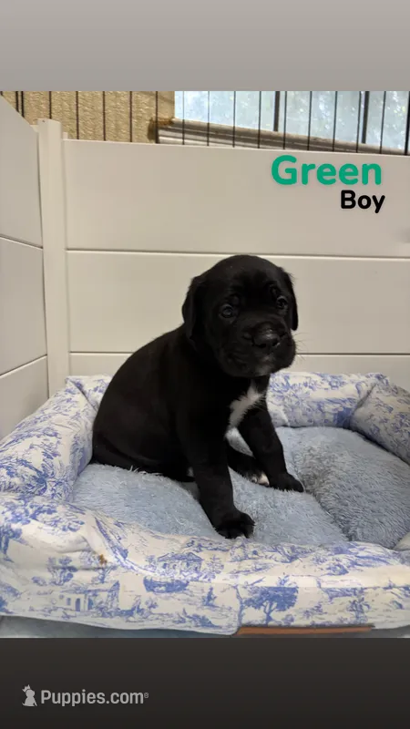 Green – Cane Corso puppy for sale in Gatesville, TX