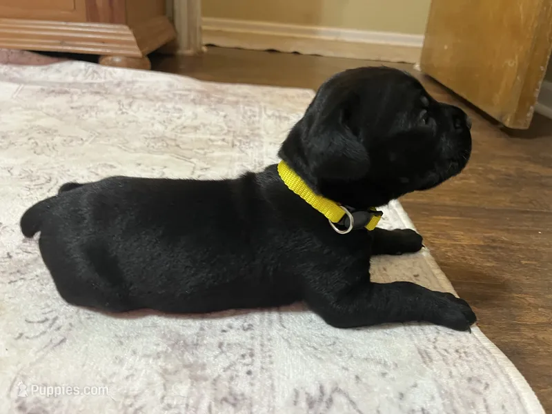 Yellow – Cane Corso puppy for sale in Gatesville, TX
