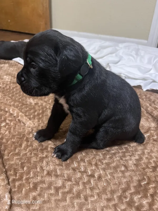 Green – Cane Corso puppy for sale in Gatesville, TX