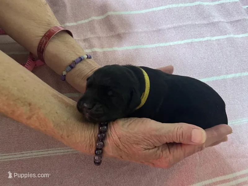Yellow – Cane Corso puppy for sale in Gatesville, TX