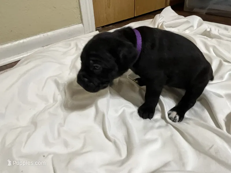 Purple – Cane Corso puppy for sale in Gatesville, TX