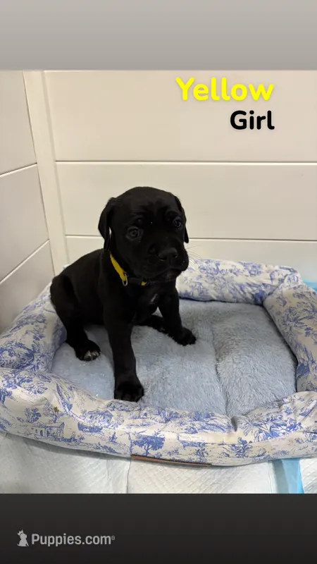 Yellow – Cane Corso puppy for sale in Gatesville, TX
