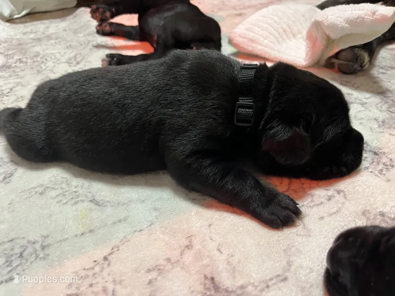 Black – Cane Corso puppy for sale in Gatesville, TX