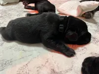 Black, a male Cane Corso for sale in Gatesville, TX – 1 of 1