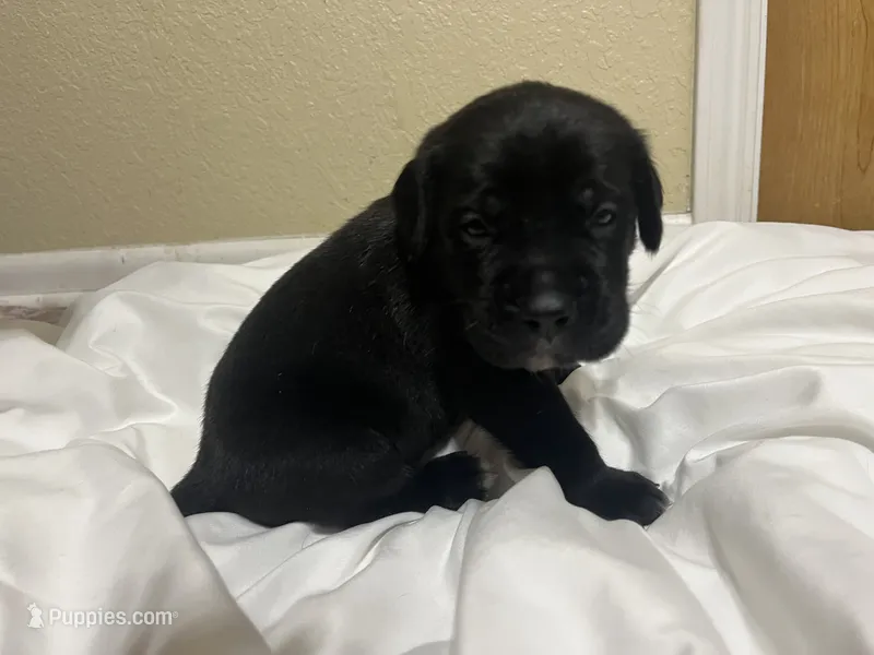 Black – Cane Corso puppy for sale in Gatesville, TX