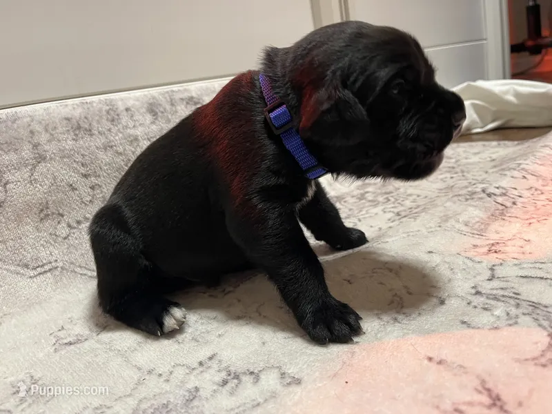 Blue – Cane Corso puppy for sale in Gatesville, TX