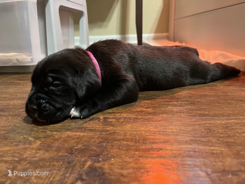 Pink – Cane Corso puppy for sale in Gatesville, TX