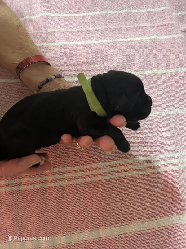 Green – Cane Corso puppy for sale in Gatesville, TX