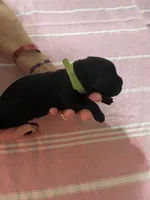 Green, a male Cane Corso for sale in Gatesville, TX – 1 of 1
