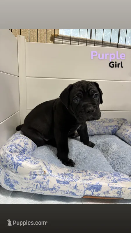 Purple – Cane Corso puppy for sale in Gatesville, TX