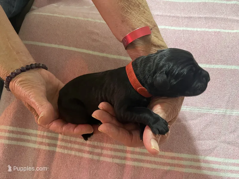 Red – Cane Corso puppy for sale in Gatesville, TX