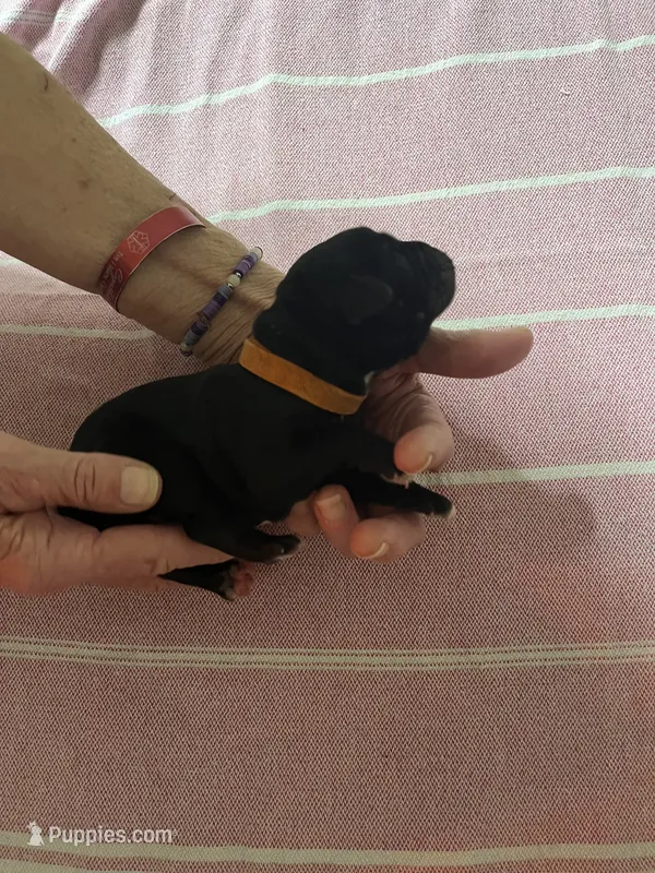 Orange  – Cane Corso puppy for sale in Gatesville, TX