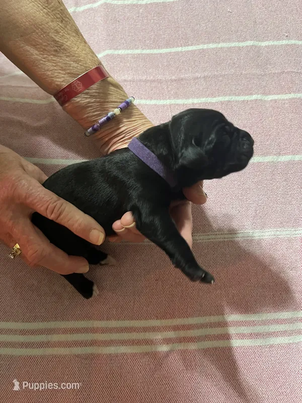 Purple – Cane Corso puppy for sale in Gatesville, TX