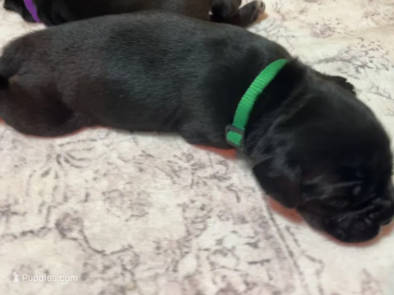 Green – Cane Corso puppy for sale in Gatesville, TX