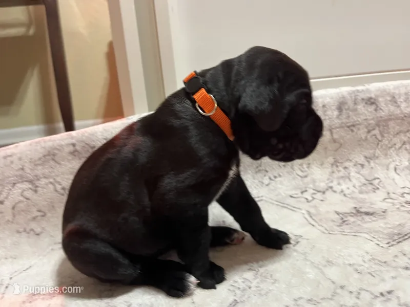 Orange  – Cane Corso puppy for sale in Gatesville, TX