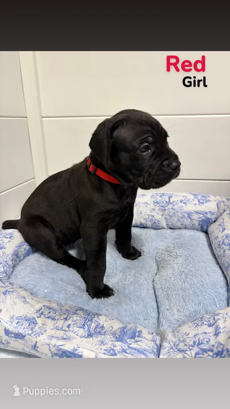 Red – Cane Corso puppy for sale in Gatesville, TX