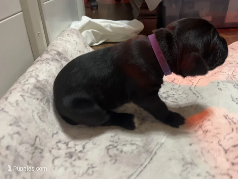 Purple – Cane Corso puppy for sale in Gatesville, TX
