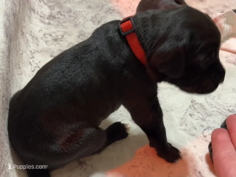 Red – Cane Corso puppy for sale in Gatesville, TX