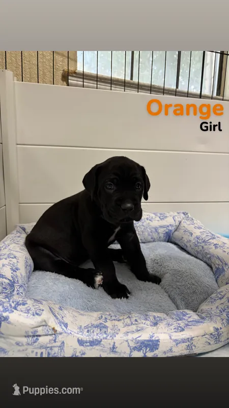 Orange  – Cane Corso puppy for sale in Gatesville, TX