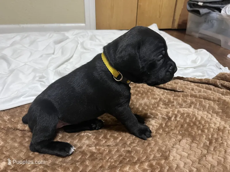 Yellow – Cane Corso puppy for sale in Gatesville, TX