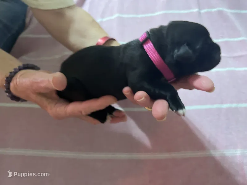 Pink – Cane Corso puppy for sale in Gatesville, TX