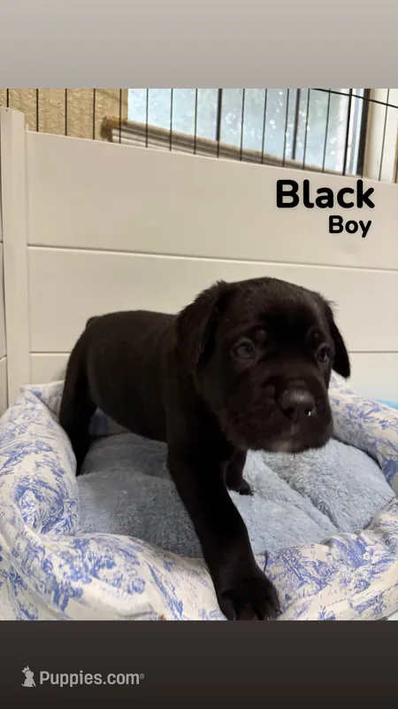 Black – Cane Corso puppy for sale in Gatesville, TX