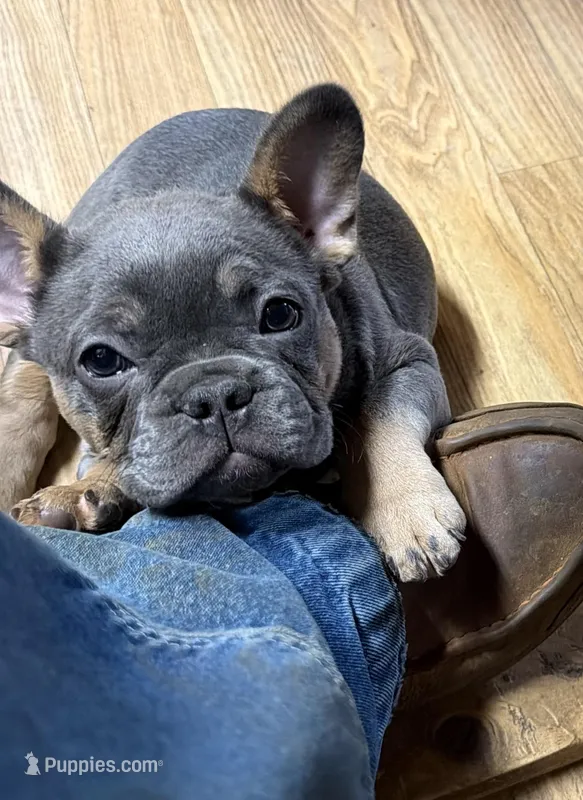 B – French Bulldog puppy for sale in Overton, TX