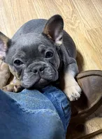 B, a male French Bulldog for sale in Overton, TX – Photo 1 of 5