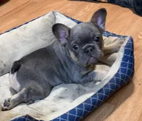 B, a male French Bulldog for sale in Overton, TX – Photo 5 of 5