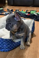 B, a male French Bulldog for sale in Overton, TX – Photo 3 of 5