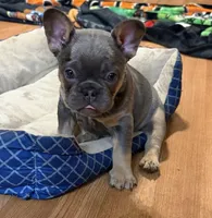 B, a male French Bulldog for sale in Overton, TX – Photo 2 of 5