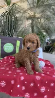 Red, a male Goldendoodle for sale in Fresno, CA – 4 of 4