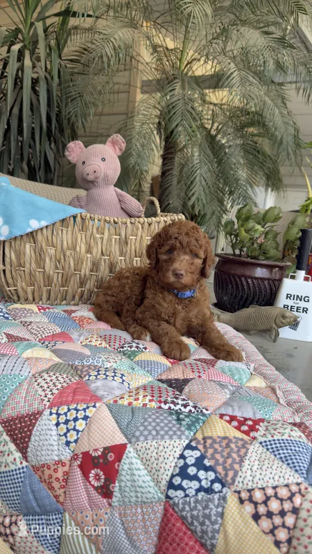 Copper – Labradoodle puppy for sale in Fresno, CA