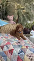 Copper, a male Labradoodle for sale in Fresno, CA – 1 of 6