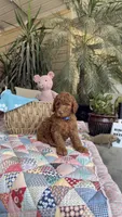 Copper, a male Labradoodle for sale in Fresno, CA – 3 of 6