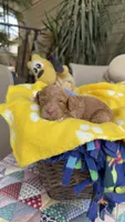 F1b Merly, a female Bordoodle for sale in Fresno, CA – 6 of 8
