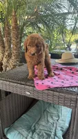 Radish , a female Goldendoodle for sale in Fresno, CA – 2 of 5