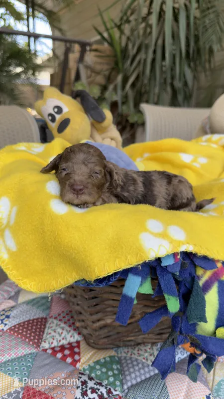 F1b Merly – Bordoodle puppy for sale in Fresno, CA