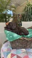 Brownsy, a male Labradoodle for sale in Fresno, CA – 4 of 6