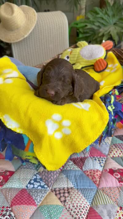 Chocodoodle, a female Labradoodle for sale in Fresno, CA – 5 of 5